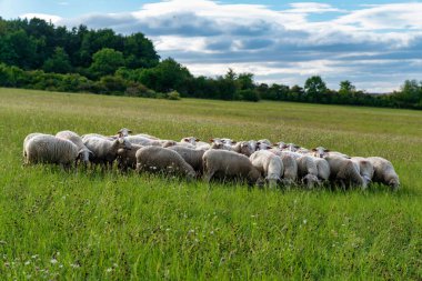 Otlakta Koyun Sürüsü, Rolling Hills, Yaban Çiçekleri, Uzun Çimen, Uzak Ağaç Çizgisi, Bulutlu Gökyüzü, Yavaş Lateral Pan, Sakin Pastoral Ortam, Hayvancılık Yönetimi, Sürdürülebilir Ağaç Çizgisi