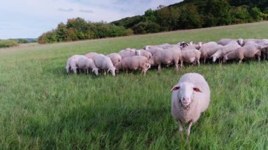Otlakta Koyun Sürüsü, Rolling Hills, Yaban Çiçekleri, Uzun Çimen, Uzak Ağaç Çizgisi, Bulutlu Gökyüzü, Yavaş Lateral Pan, Sakin Pastoral Ortam, Hayvancılık Yönetimi, Sürdürülebilir Ağaç Çizgisi