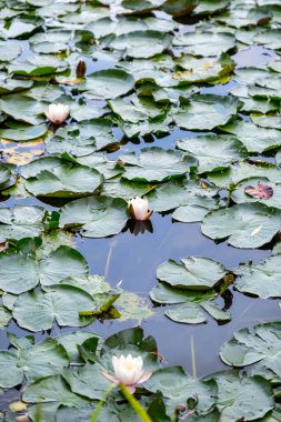 Yoğun Su Zambağı Yaprakları Kaplama Göleti, Sessiz Yaz Sabahı, Dağılmış Solgun Tomurcuklar, Yeşil Tonlar, Yumuşak Yüzey Dalgalanmaları, Yumuşak Yayılma Işığı, Serin Gölgeler, Huzurlu Ruh Hali