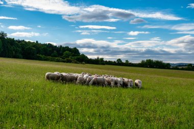 Otlakta Koyun Sürüsü, Rolling Hills, Yaban Çiçekleri, Uzun Çimen, Uzak Ağaç Çizgisi, Bulutlu Gökyüzü, Yavaş Lateral Pan, Sakin Pastoral Ortam, Hayvancılık Yönetimi, Sürdürülebilir Ağaç Çizgisi