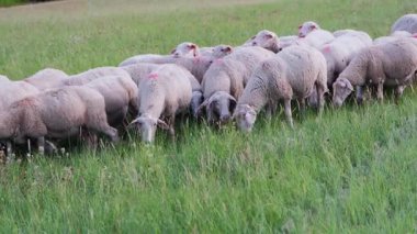 Yeşil Çimlerde Kapalı Koyun Otlatma, Görünür Örtü dokusu, Pembe İşaretli Noktalar, Kulak Etiketi, Çiğneme Hareketi, Özel Çiftlik Portresi, Veteriner Denetleme Potansiyeli, Sürdürülebilir