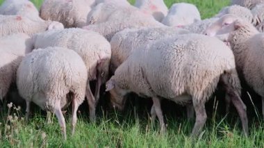 Yeşil Çimlerde Kapalı Koyun Otlatma, Görünür Örtü dokusu, Pembe İşaretli Noktalar, Kulak Etiketi, Çiğneme Hareketi, Özel Çiftlik Portresi, Veteriner Denetleme Potansiyeli, Sürdürülebilir