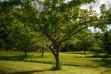 Çimenlik Meyve Bahçesi 'ndeki güneş ışığı, geniş gölgelerde benekli ışık, gölgeli sandık ve bereketli altyapı, Heritage Grove' un Sakin Atmosferi Restorasyon ve Sessizlik İçin İdeal