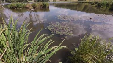 Etrafı uzun sazlıklarla çevrili küçük huş ağacı adası, çimenli ön plan yansımalar ve dağınık bulutlar gibi ayna, doğa için uygun sakin yalnızlık.