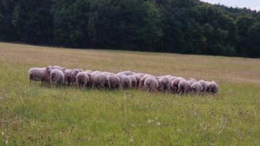Otlakta Koyun Sürüsü, Rolling Hills, Yaban Çiçekleri, Uzun Çimen, Uzak Ağaç Çizgisi, Bulutlu Gökyüzü, Yavaş Lateral Pan, Sakin Pastoral Ortam, Hayvancılık Yönetimi