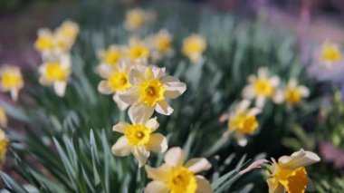 Yol kenarındaki sarı nergis, Trompet Şeklinde Çiçekler Ilık Işığı Yakalıyor, Uzun Kökler Rüzgarda Sallanıyor, Altın Yapraklı Neşeli Bahar Enerjisi ve Otlak Arkaplan