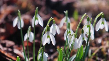 Ormandaki Beyaz Kar Damlası Kümesi, Düşen Yapraklar Üzerine Yumuşak Sabah Işığı, Mosscovered Günlük Kaynağı, Yaprak Döküntüsü Arasındaki Kırılgan Ampuller, Samimi Kapanış Sakinliği Taşımacılık