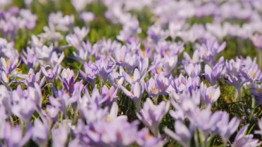 Mor Crocus Halı Çayırı, Geniş Çicek Çiçekleri, Parlak Güneş Işığı Altında Yoğun Çiçek Örtüsü, Dokulu Yapraklar ve Vızıldayan Tozlaştırıcılarla Mevsimsel Bolluk