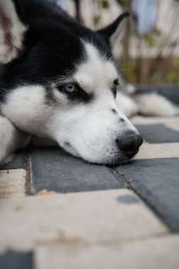 Mavi Gözlü Siyah Husky Park Yolunda Uzanıyor, Alert Side Look, Kalın Palto, Dikenli Kulak, Görünür Yaka, Sonbahar Yaprakları Arka plan, Doğal Hafif Işık, Kapalı
