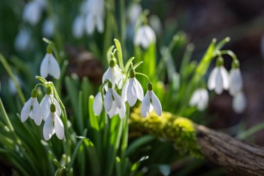 Ormandaki Beyaz Kar Damlası Kümesi, Düşen Yapraklar Üzerine Yumuşak Sabah Işığı, Mosscovered Günlük Kaynağı, Yaprak Döküntüsü Arasındaki Kırılgan Ampuller, Samimi Kapanış Sakinliği Taşımacılık