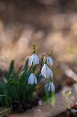 Ormandaki Beyaz Kar Damlası Kümesi, Düşen Yapraklar Üzerine Yumuşak Sabah Işığı, Mosscovered Günlük Kaynağı, Yaprak Döküntüsü Arasındaki Kırılgan Ampuller, Samimi Kapanış Sakinliği Taşımacılık