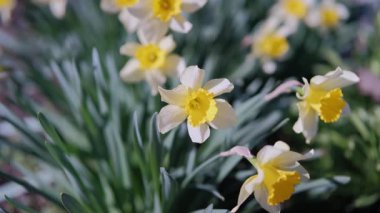 Yol kenarındaki sarı nergis, trompet şekilli çiçekler ılık ışığı yakalıyor, esintide sallanan uzun kökler, altın yapraklı ve otlaklı neşeli bahar enerjisi,