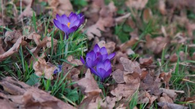 Mor Crocus çiçeği, sabah ışığında çayırda parlayan altın renkli Stamens çiçekleri. Kapanış Baharı Sahnesi Zarif Menekşe Yaprakları, Canlı Sarı Pistil, Yumuşak Bokeh