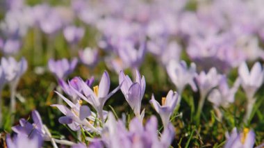 Mor Crocus Halı Çayırı, Geniş Çicek Çiçekleri, Parlak Güneş Işığı Altında Yoğun Çiçek Örtüsü, Dokulu Yapraklar ve Vızıldayan Tozlaştırıcılarla Mevsimsel Bolluk,