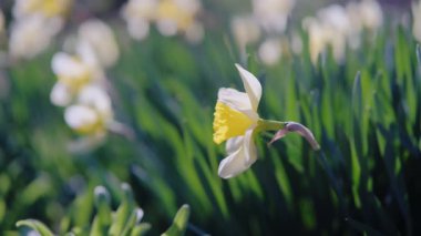 Yol kenarındaki sarı nergis, trompet şekilli çiçekler ılık ışığı yakalıyor, esintide sallanan uzun kökler, altın yapraklı ve otlaklı neşeli bahar enerjisi,