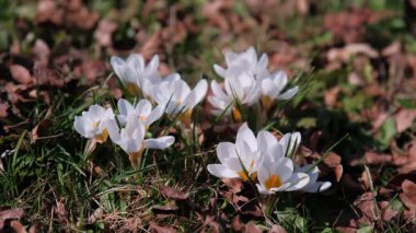 Çimenlikteki beyaz Crocus Yaması, Kapalı Yapraklar, Kurumuş Yapraklar ve Çimen Patlamaları, Erken Bahar Dayanıklılığı ve Taze Yeşillik, Açık Bahçe