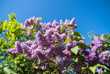 Mavi Gök 'e Karşı Mor Leylak Çiçekleri, Canlı Yapraklar ve Yeşil Yapraklar' ın Kapanışı, Güneş Işığı Hassas Doku ve Kokulu Çiçekler, Serene Garden Havası Bahar İçin Mükemmel