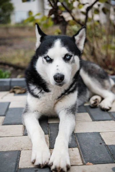 Mavi Gözlü Siyah Husky Park Yolunda Uzanıyor, Alert Side Look, Kalın Palto, Dikenli Kulak, Görünür Yaka, Sonbahar Yaprakları Arka plan, Doğal Hafif Işık, Kapalı