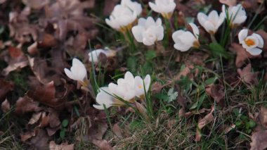 Çimenlikteki beyaz Crocus Yaması, Kapalı Yapraklar, Kurumuş Yapraklar ve Çimen Patlamaları, Erken Bahar Dayanıklılığı ve Taze Yeşillik, Açık Bahçe