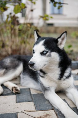 Mavi Gözlü Siyah Husky Park Yolunda Uzanıyor, Alert Side Look, Kalın Palto, Dikenli Kulak, Görünür Yaka, Sonbahar Yaprakları Arka plan, Doğal Hafif Işık, Kapalı