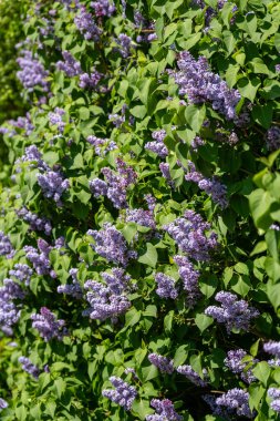 Yumuşak Bokeh 'te pembe leylak demetleri, narin yapraklar ve yeşil yapraklarla dolup taşan bereketli bahar çiçekleri, klasik romantik tonlarda güneş ışığı, düğün kırtasiyesi için ideal, parfüm...