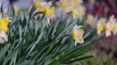 Yol kenarındaki sarı nergis, trompet şekilli çiçekler ılık ışığı yakalıyor, esintide sallanan uzun kökler, altın yapraklı ve otlaklı neşeli bahar enerjisi,
