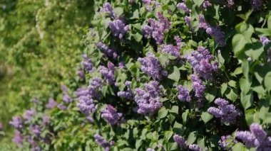 Yumuşak Bokeh 'te pembe leylak demetleri, narin yapraklar ve yeşil yapraklarla dolup taşan bereketli bahar çiçekleri, klasik romantik tonlarda güneş ışığı, düğün kırtasiyesi için ideal, parfüm...