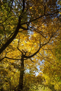 sararmış yapraklarla dal