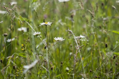 Çiyin içinde papatya çayı