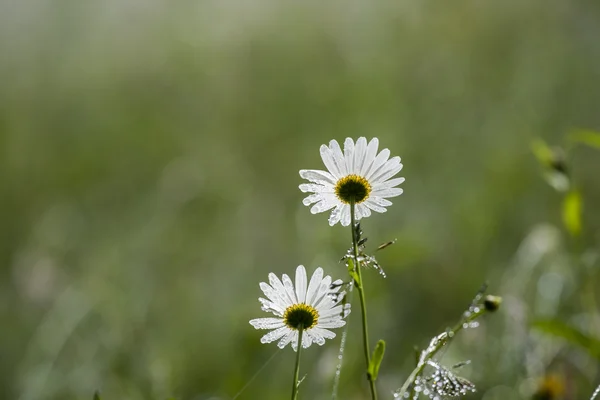 Chamomile in dew — Stock Photo, Image