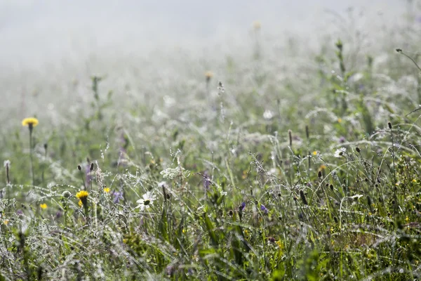 Camomille dans la rosée — Photo