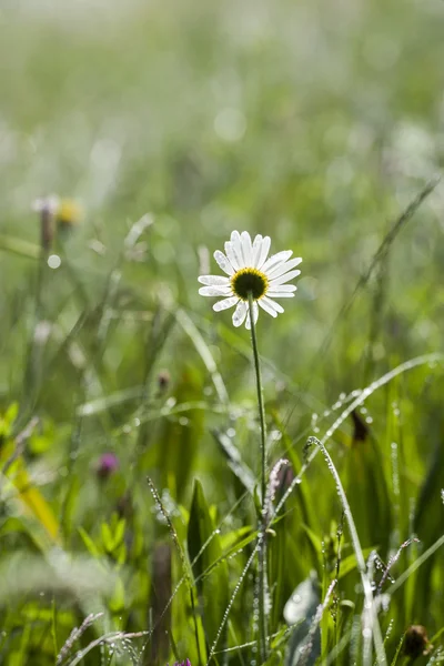 Chamomile in dew — Stock Photo, Image