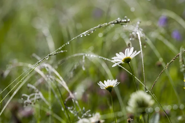 Chamomile in dew — Stock Photo, Image