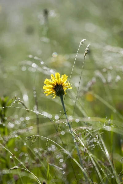 Wilde bloemen in dewy — Stockfoto