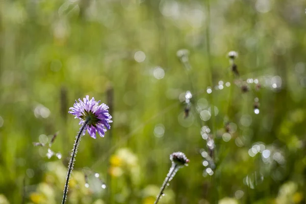 Kamille im Tau — Stockfoto