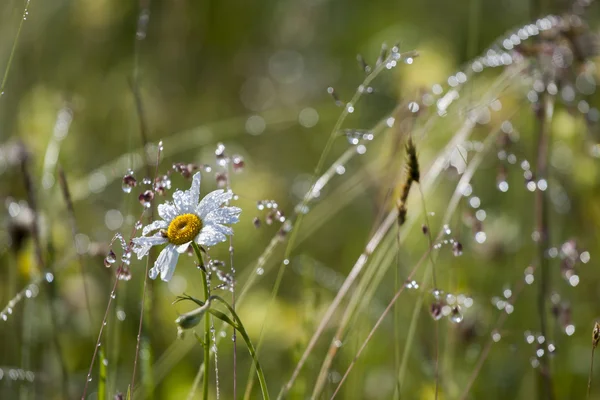 Chamomile in dew — Stock Photo, Image