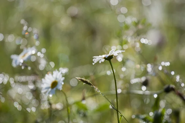 Kamille bij dauw — Stockfoto