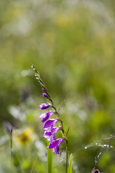 Wilde bloemen in dewy — Stockfoto