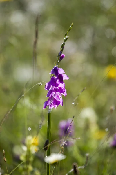 Wild flowers in dewy — Stock Photo, Image