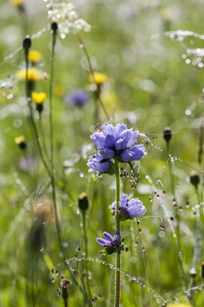 Wilde bloemen in dewy — Stockfoto