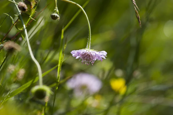 Fleurs sauvages en rosée — Photo