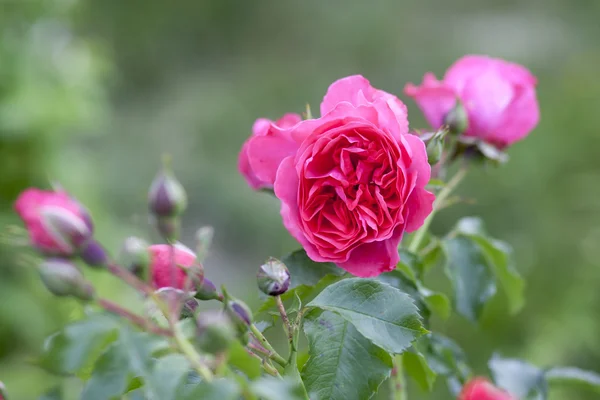 Roses in garden — Stock Photo, Image