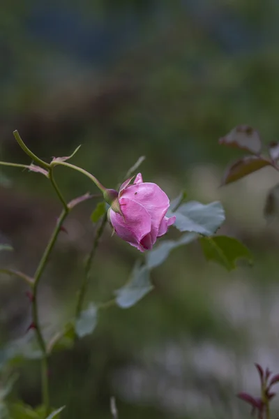 Rosas en el jardín — Foto de Stock