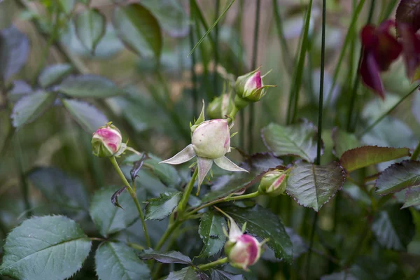 Rozen in tuin — Stockfoto