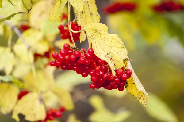 Branch of redviburnum berries — Stock Photo, Image