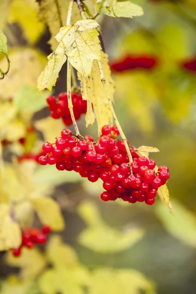 Branch of redviburnum berries — Stock Photo, Image