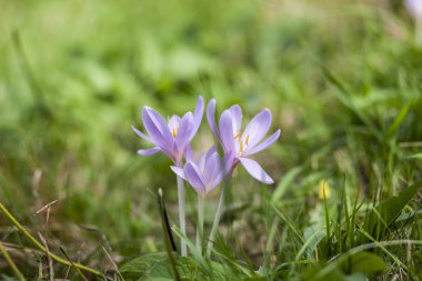 Çiçek çiğdemler sonbahar alanındaki