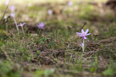 Çiçek çiğdemler sonbahar alanındaki