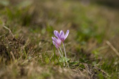 Çiçek çiğdemler sonbahar alanındaki