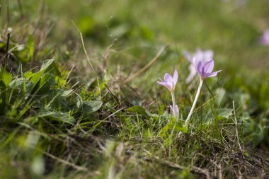 Çiçek çiğdemler sonbahar alanındaki